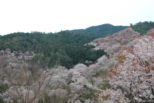 零陵香本舗　薫明堂　古寺巡礼